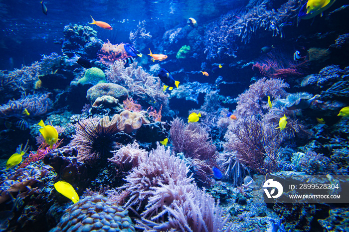 Coral reef and fish underwater photo. Underwater world scene.