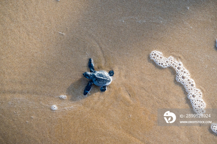 photo of baby turtle towards the sea in brazil project tamar