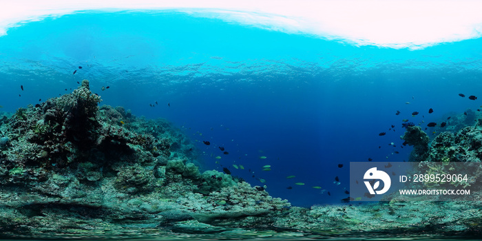 Underwater Scene Coral Reef 360VR. Tropical underwater sea fishes. Virtual tour 360. Panglao, Philippines.