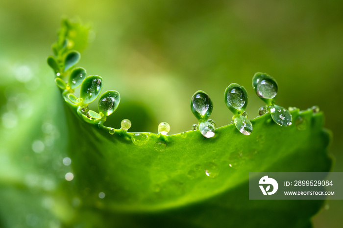 Water dew on small leaves of bryophyllum pinnatum