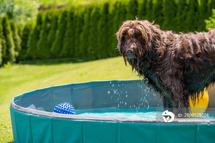 a brown dog is playing with water and toys in a dog pool on a hot summer day