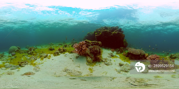 Tropical fishes and coral reef underwater. Hard and soft corals, underwater landscape. Philippines. Virtual Reality 360.