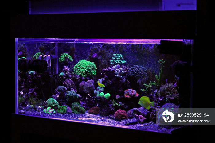 Saltwater reff aquarium