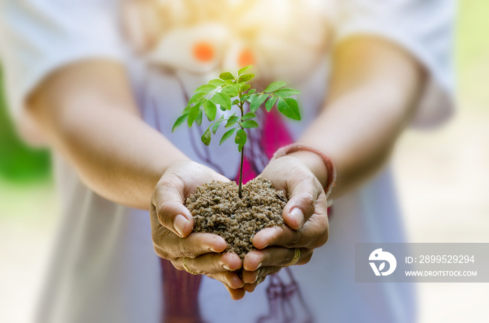 In the hands of trees growing seedlings. Bokeh green Background Female hand holding tree on nature field grass Forest conservation concept