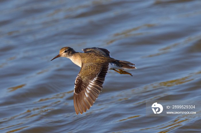 Close view of a Spotted Sandpiper flying  in the wild, seen in a North California marsh