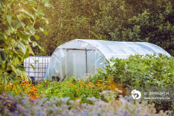 Homemade plastic greenhouse exterior with rain water saving container in organic garden field, with lot of different plants growing outdoors. Beautiful golden light, scenic view.