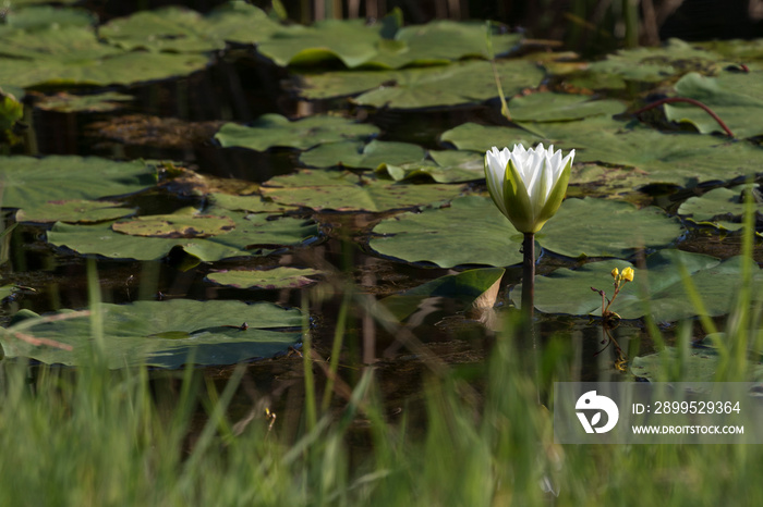 Water lily at Cameron Plains National Wildlife Refuge in Louisiana