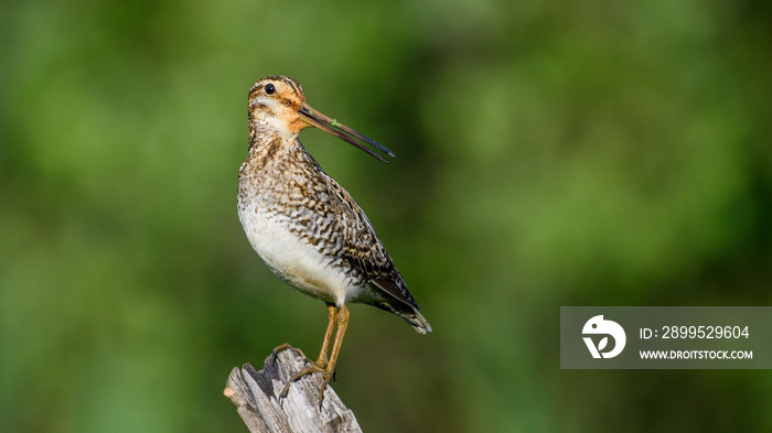 Common Snipe sit on the stump