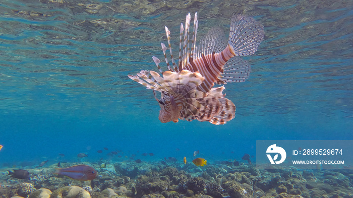 Common Lionfish or Red Lionfish (Pterois volitans) swim near coral reef. Red sea, Egypt