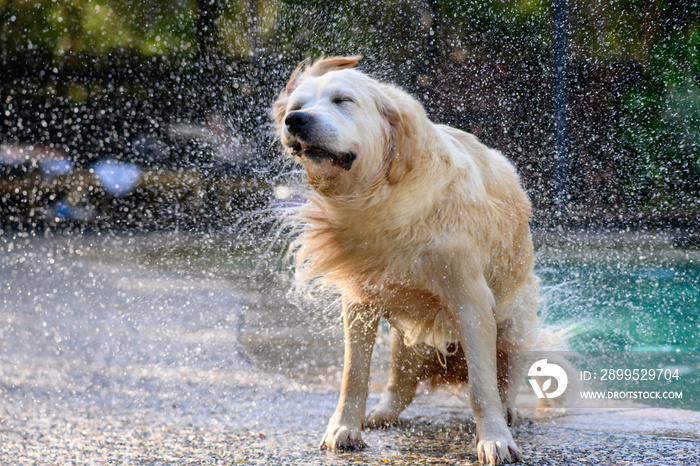 Wet dog shaking water of its coat after having a swim in a pool