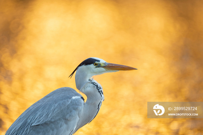 Heron with the setting sun