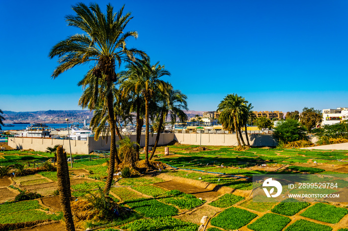 Small agricultural fields situated in the center of Aqaba, Jordan