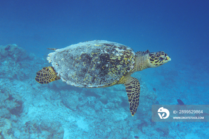 Hawksbill Turtle (Eretmochelys imbricata) swimming across a coral reef in the Maldives