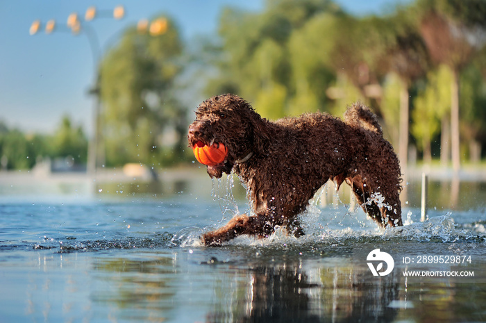 Dog running at the fountain with the toy ball in mouth