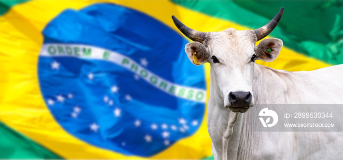 Agribusiness - Nellore cattle and Brazil Flag blurred in the background - Selective focus.