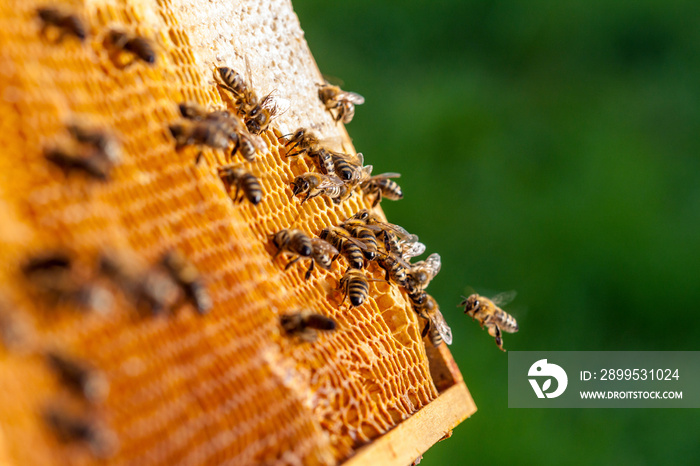 Beekeeping in the Czech Republic - honey bee, details of hive