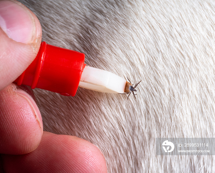 Removing a tick from a dog. A tick in parasite removal tongs in close-up. Danger to animals.