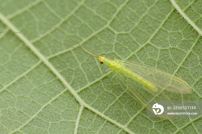 green lacewing on a leaf