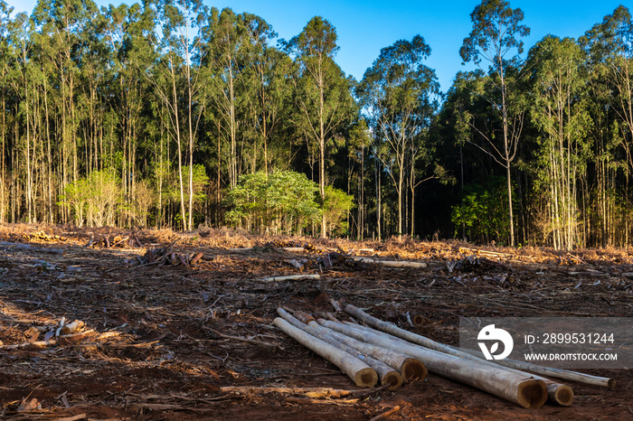 Eucalyptus logs cut and stacked next to an agroforestry area on a rural property in Brazil