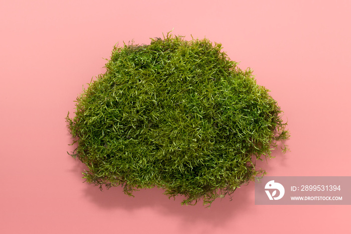 Piece of decorative element forest moss on pink background.