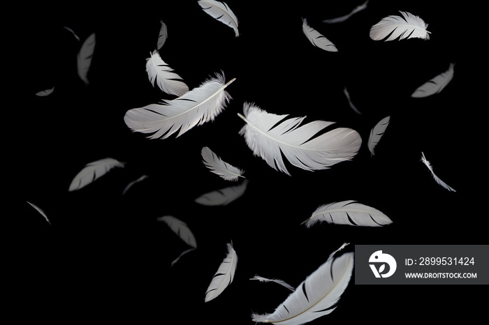 abstract white feathers floating in the dark