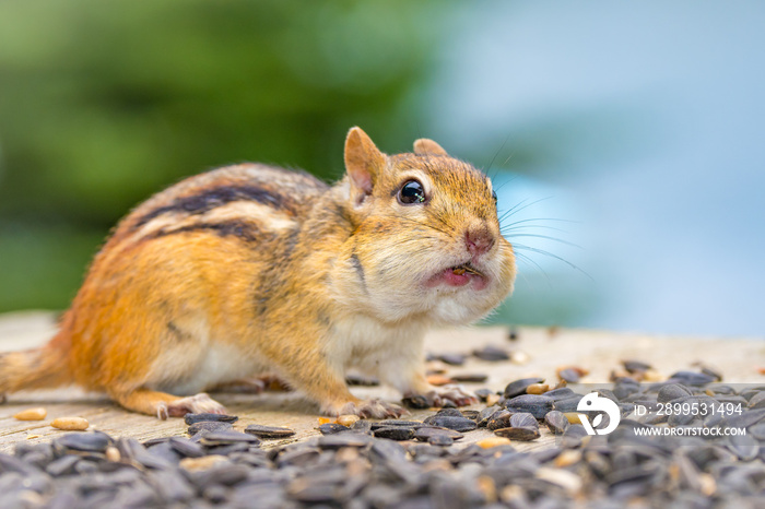 Canadian chipmunk feeding on nuts