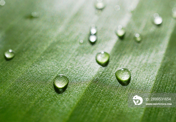 Close up fresh banana leaf green line with droplets texture nautre background.