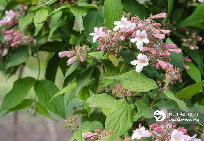 pale pink flowers of Kolkwitzia amabilis