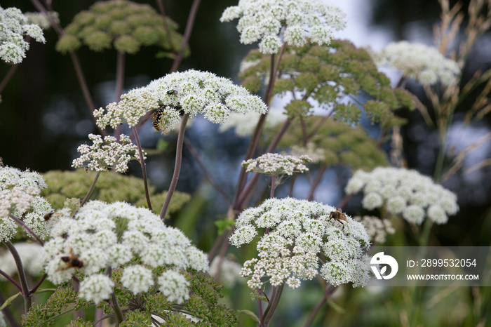 Wald-Engelwurz - Angelica sylvestris