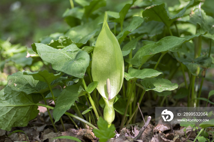 Arum maculatum snakehead flower in bloom