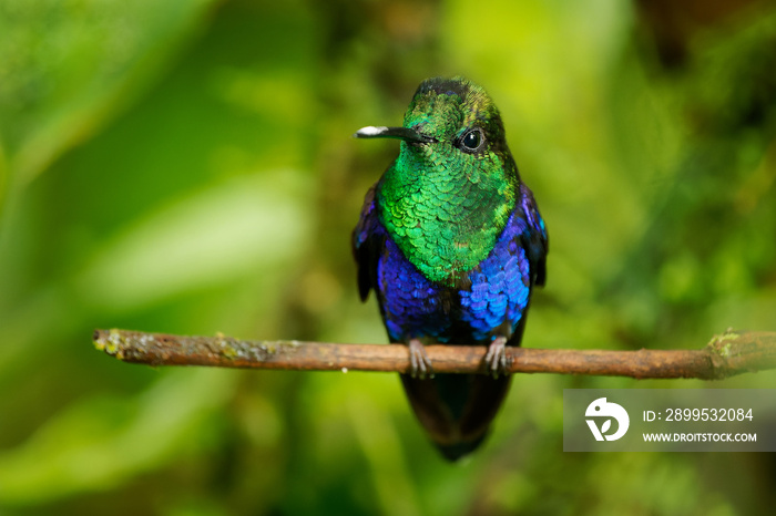 Crowned woodnymph - Thalurania colombica green and blue bird in hummingbird family Trochilidae, found in Belize and Guatemala to Peru, blue and green shiny bird on the green background