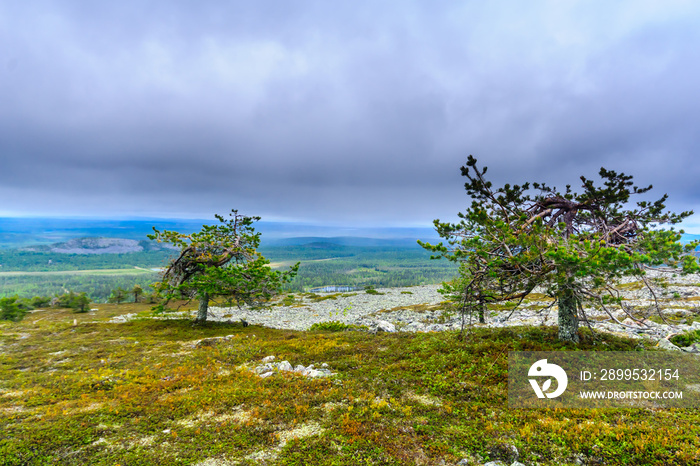 Ukko-Luosto Fell, in Pyha-Luosto National Park