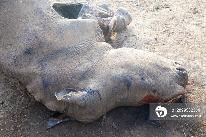 rhino poaching national parks of namibia between desert and savannah