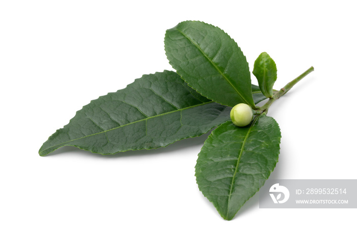 Single tea flower bud, Camellia sinensis, and leaves isolated on white background