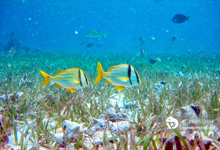 Swimming with sea animals in Hol Chan Marine Reserve, Belize