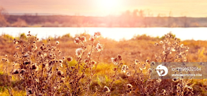 Thickets of weeds, thistles in a meadow near the river at sunset