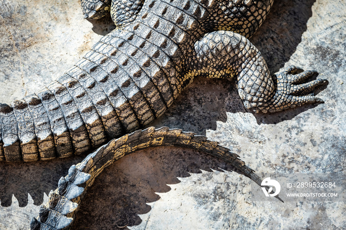 Closeup of crocodile skin texture