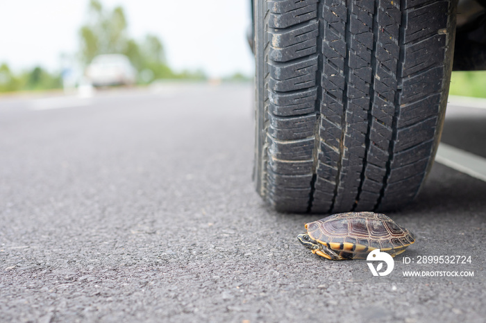 Wheel of car almost to tread a turtle on the road. Safety and be careful driving concept