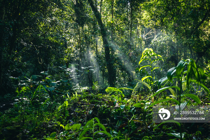 Jungle path to the Lost Waterfalls in Boquete, Panama.