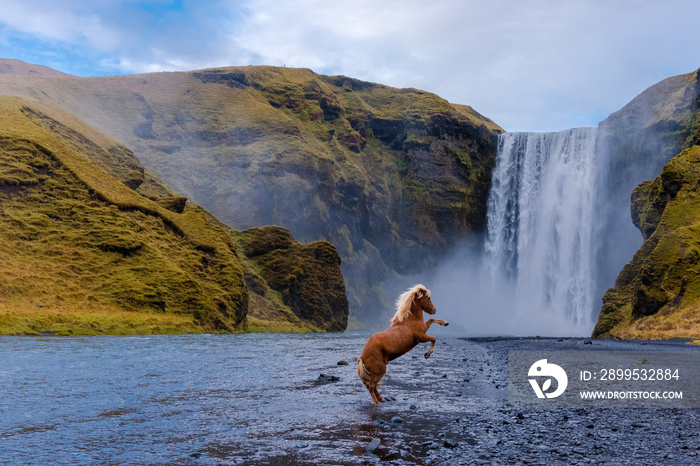 Skógafoss Wasserfall mit einem Islandpferd in Island, ein magisches Naturwunder