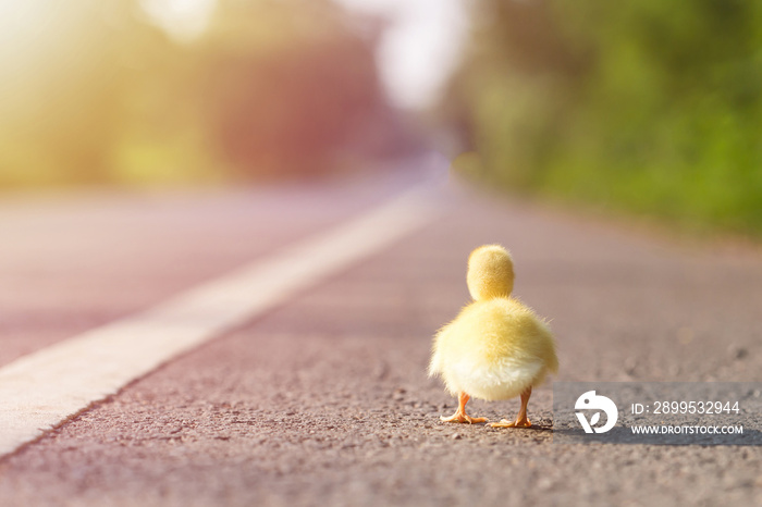 Small duckling walking on the asphalt road. adventure concept