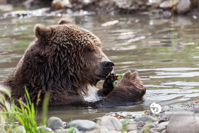 Grizzly Bear Playing in a Pond