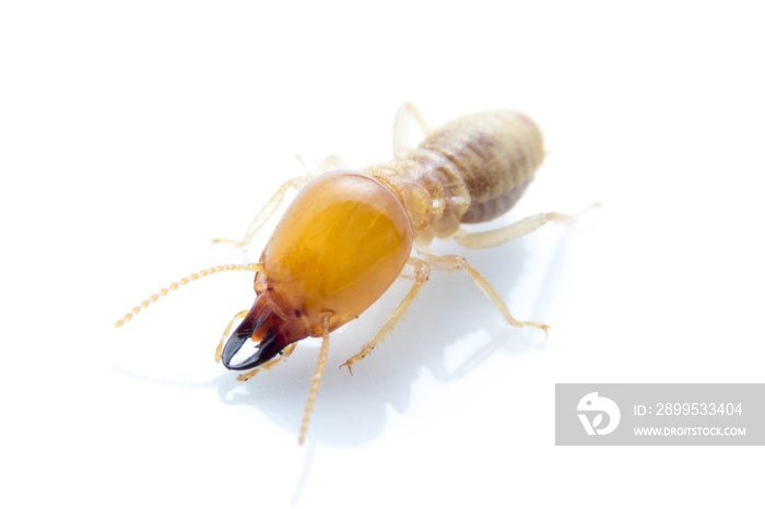 Termite on isolated whited background,  Macro shot