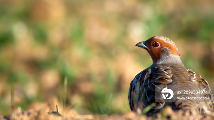 Partridge. Green brown nature background. Bird: Grey Partridge. Perdix perdix.