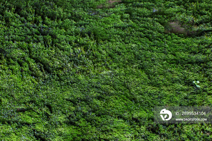 Moss texture. Moss background. Green moss on grunge texture, background