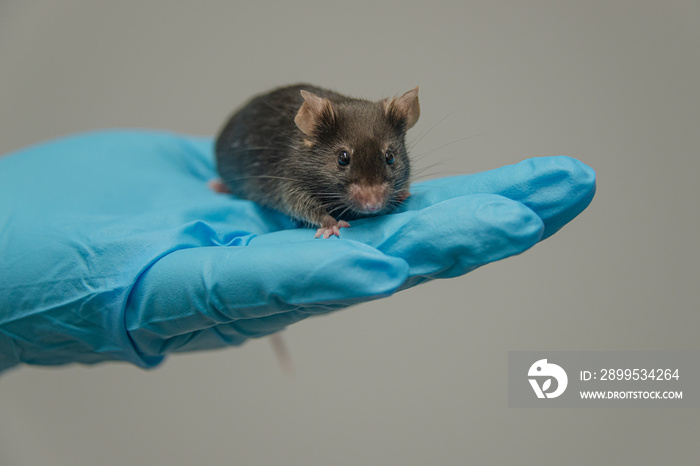Laboratory black mouse is sitting at a person hand in cool blue glove with homogenous grey background, details, closeup