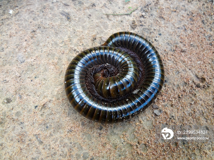 A giant millipede lying on the ground coiled into a helix.