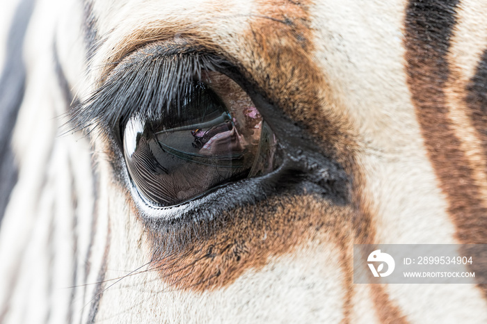 Close-up of zebra eye with a reflection of another zebra and vis