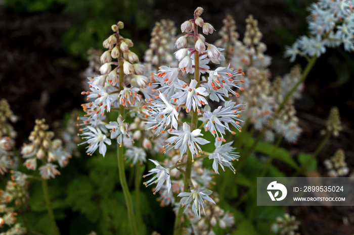 Tiarella cordifolia or heartleaf foamflower on a cloudy day. It is a species of flowering plant in the saxifrage family and is native to North America. It is a herbaceous perennial.