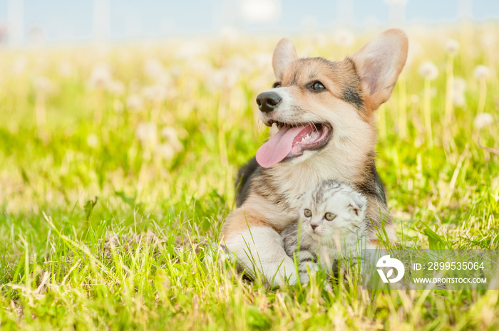 Pembroke Welsh Corgi puppy embracing tabby kitten on a summer grass. Space for text